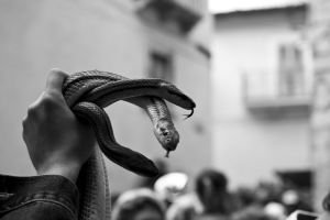 Snakes — photograph 8