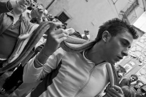 Snakes — photograph 7