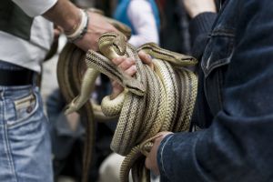 Snakes — photograph 5